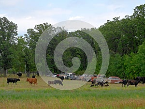 Row of abandoned rusty old cars and cattle