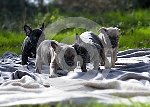 Row of adorable french bulldog puppies
