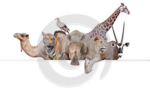 Row of African safari animals hanging their paws over a white banner