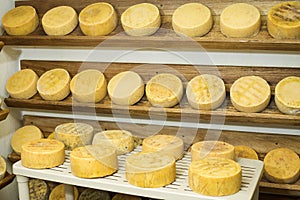 Row of aging Cheese on wooden shelves in maturing