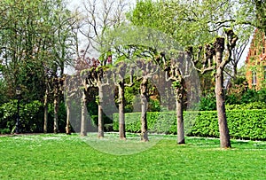 Row of aligned branchless trees in green park