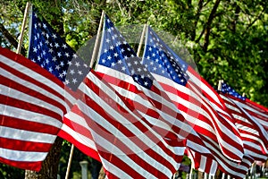 American flags photo