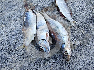 Row of Anchovie Fish Bait
