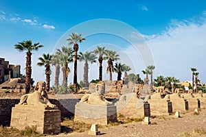 Row of ancient sphinxes at Luxor temple in Egypt