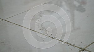 Row of ants running on white tiles in slow motion closeup. High angle view close-up insects in house apartment indoors.