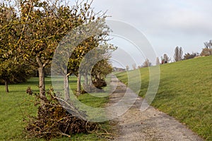 Row of apple trees with an empty alley nearby in Marlen, Germany