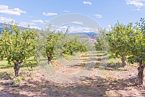 Row of apple trees in summer orchard on a sunny day with blue sky