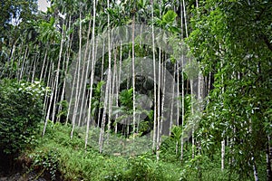 Row of arecanut tree`s in the forest of karnataka. photo