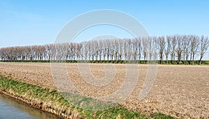 Row of bare trees at a