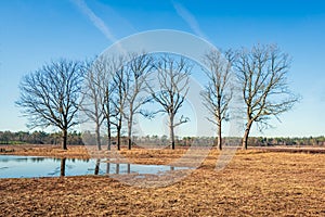 Row of bare trees reflected in a small lake