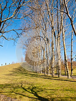 Row of bare trees and their shadows in the park