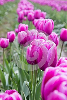 Row of beautiful deep pink spring tulips blooming in a field of pink tulips