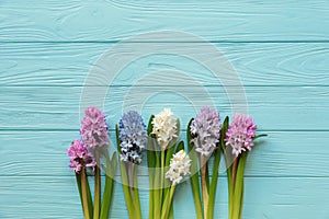 Row of beautiful flowers of hyacinth in delicate shades of pink, blue, white, violet colors on the blue wooden background