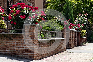 Row of Beautiful Gardens with Flowers during Spring by Old Brick Homes in Astoria Queens New York