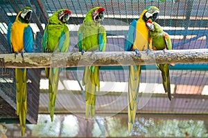 Row of beautiful macaw parrot