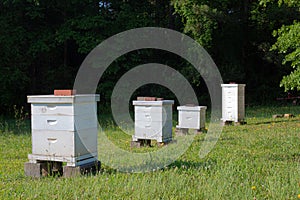 Row of bee boxes in an open field, apiculture for a small farm