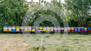 Row of bee hives in a field