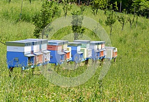 A row of bee hives in a field of flowers with an orchard behind