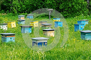 A row of bee hives in a field of flowers with an orchard behind.