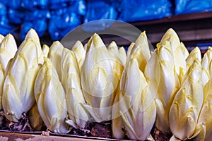 Row of belgian endive chicory vegetable on a farm