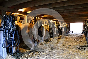 Row of Belgian horses standing in stalls