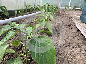 Row of bell pepper seedlings in soil with the first fruits of green pepper close-up.