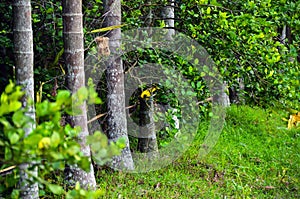 A row of betel tree and yellow tailed oriole or icterus mesomelas bird peeping from the jungle. Yellow bird ready to fly