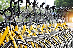 Row of bicycles parked. Yellow bicycles stand on a parking for r
