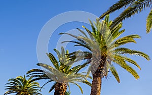 Row of big beautiful palm trees - clear sky background