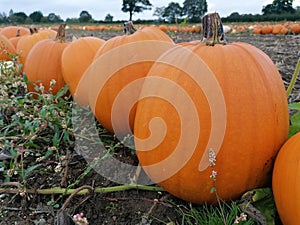 A row of big orange halloween pumpkins growing in a field