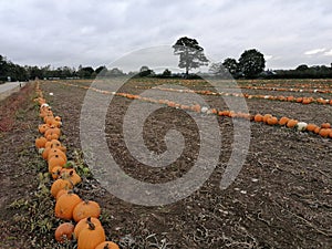 A row of big orange halloween pumpkins growing in a field
