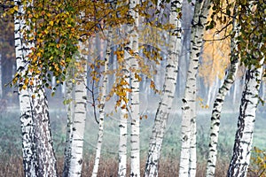 Row of birch trees with yellow leaves in the fog.