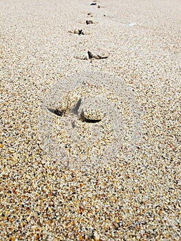 row of bird tracks on the wet sand on the ocean shore. Macro photography