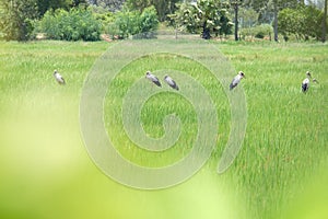 Row of birds in rice field