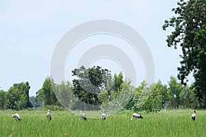 Row of birds in rice field