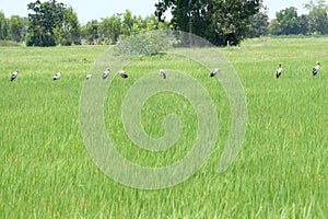 Row of birds in rice field