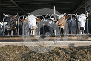 Row of black and red holstein cows in half open stable