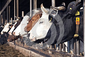 Row of black and white holstein cows in half open stable