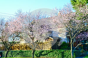 Row of blooming cherry trees near suburban house in Seattle with tall wooden fence