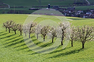 A row of blooming cherry trees with shadows over the green field