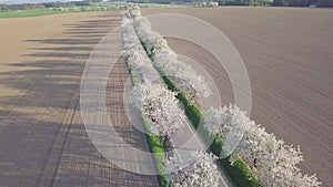 Row of blooming cherry trees in spring time. Aerial drone shot of Beautiful trees alley with asphalt road with field.