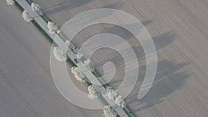 Row of blooming cherry trees in spring time. Aerial drone shot of Beautiful trees alley with asphalt road with field.