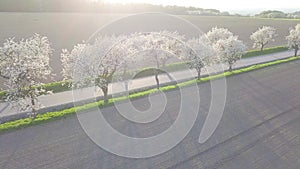 Row of blooming cherry trees in spring time. Aerial drone shot of Beautiful trees alley with asphalt road with field.