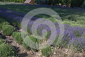 Row of Blooming Lavender