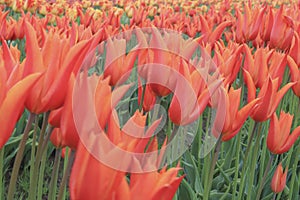 Row of blooming orange tulip.