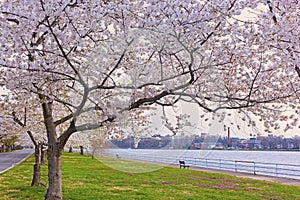 Row of blossoming cherry trees in East Potomac Park near the water, Washington DC, USA.