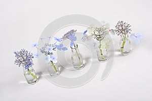 Row of blue flowers in glass jars, cycle from bloom to wither on white background