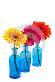Row blue glass vases with colorful Gerber