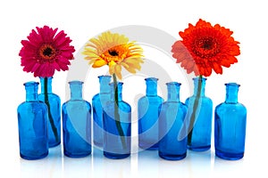 Row blue glass vases with colorful Gerber