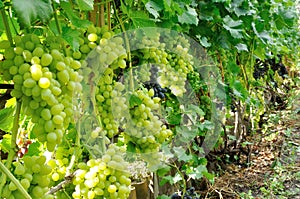 Row of blue and green grape